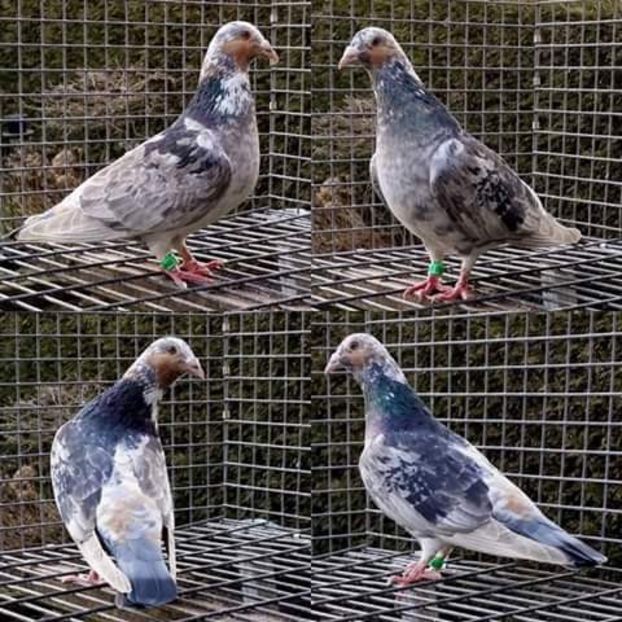  - NU AMI APARTIN 2020