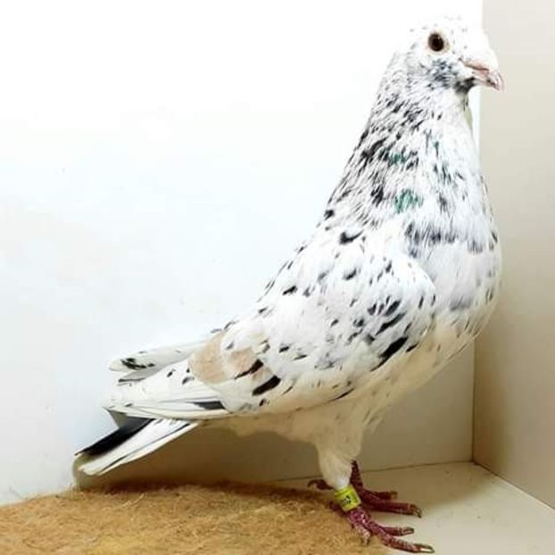  - NU AMI APARTIN 2020