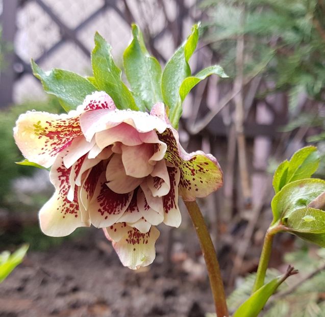  - 2020 Helleborus
