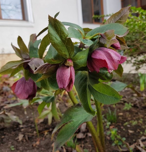  - 2020 Helleborus
