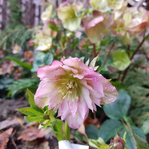  - 2020 Helleborus