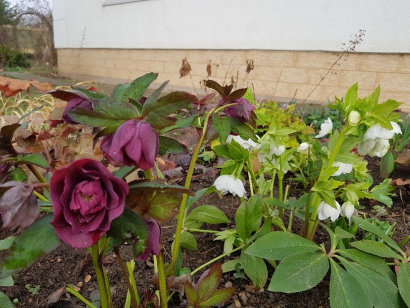  - 2020 Helleborus