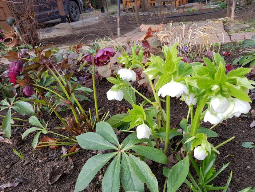  - 2020 Helleborus