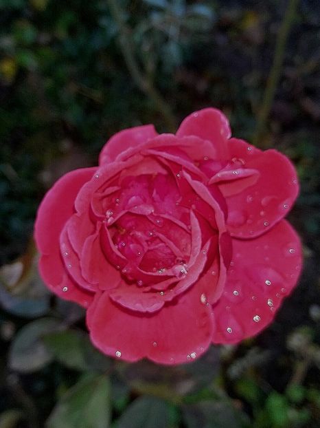  - Decembrie 2019