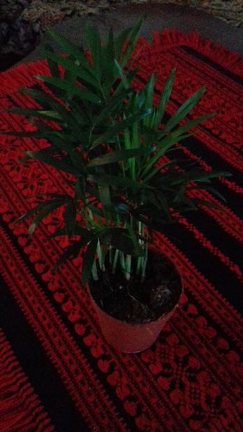 Charmandorea 15lei - Aa Vanzare plante