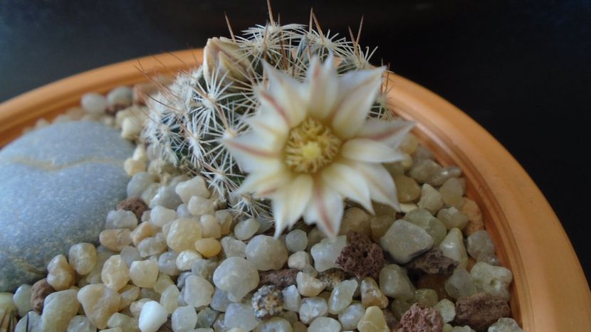 Mammillaria coahuilensis ssp. albiarmata - Cactusi 2020 evolutie