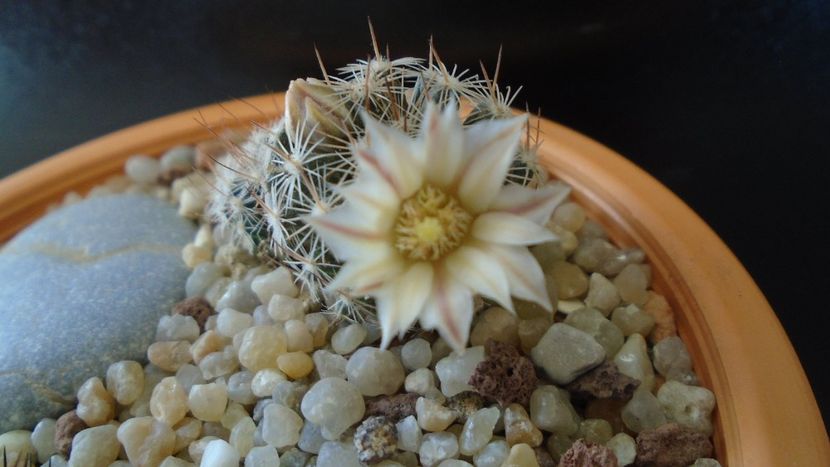 Mammillaria coahuilensis ssp. albiarmata - Cactusi 2020 evolutie