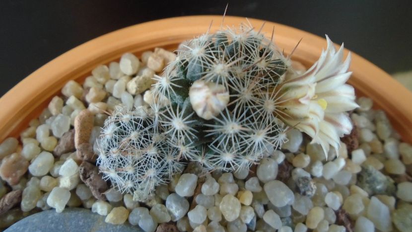 Mammillaria coahuilensis ssp. albiarmata - Cactusi 2020 evolutie
