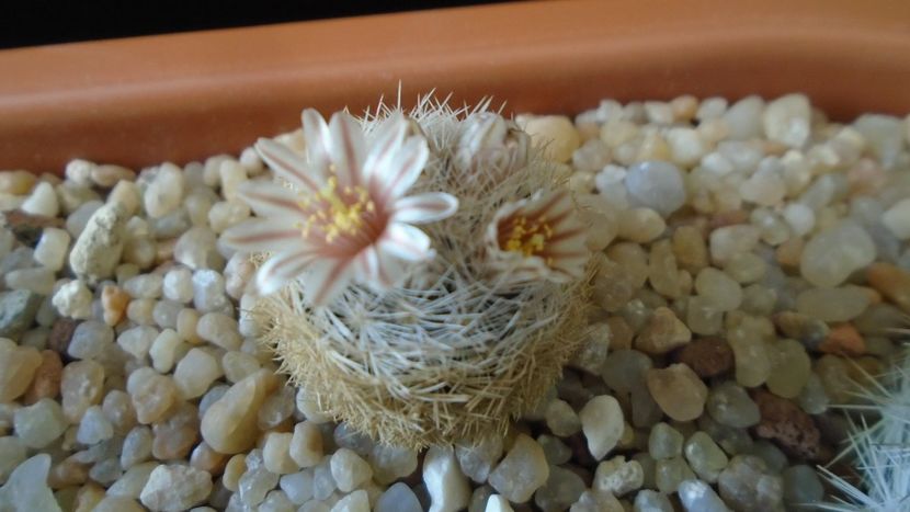 Mammillaria lasiacantha v. denudata - Cactusi 2020 evolutie