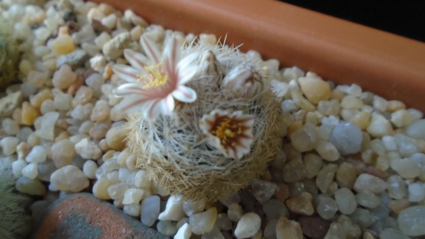 Mammillaria lasiacantha v. denudata - Cactusi 2020 evolutie