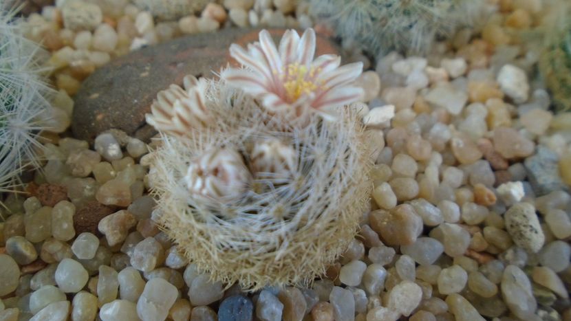 Mammillaria lasiacantha v. denudata - Cactusi 2020 evolutie