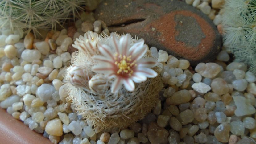 Mammillaria lasiacantha v. denudata - Cactusi 2020 evolutie