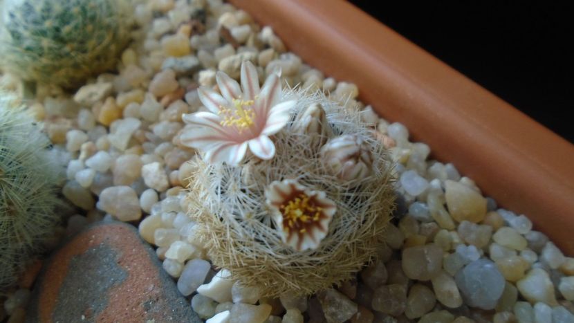 Mammillaria lasiacantha v. denudata - Cactusi 2020 evolutie