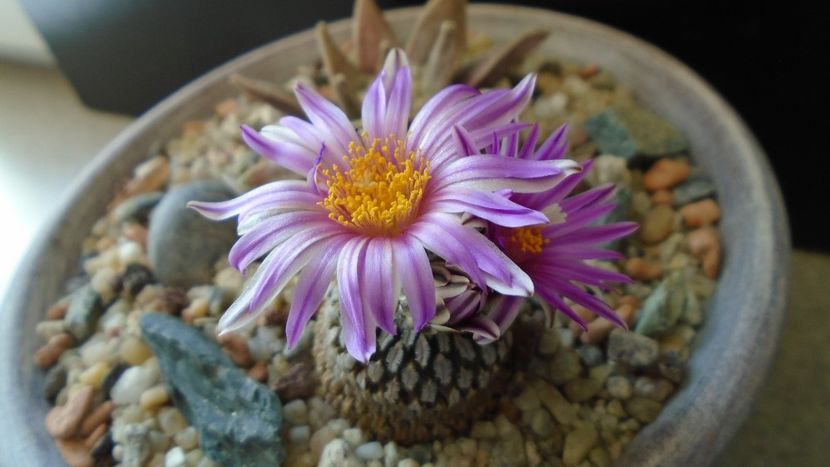 Turbinicarpus pseudopectinatus - Cactusi 2020 evolutie