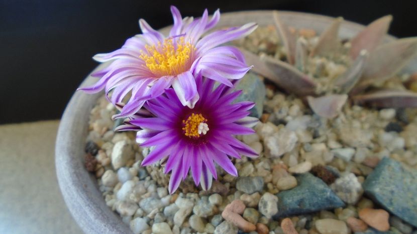 Turbinicarpus pseudopectinatus - Cactusi 2020 evolutie