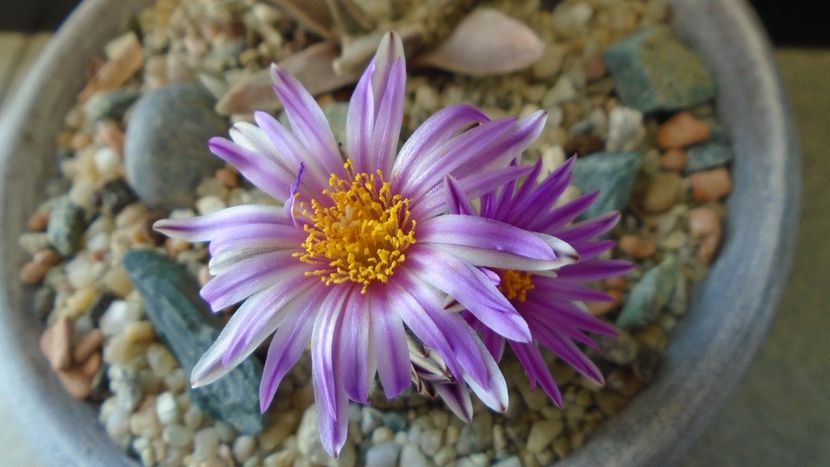 Turbinicarpus pseudopectinatus - Cactusi 2020 evolutie
