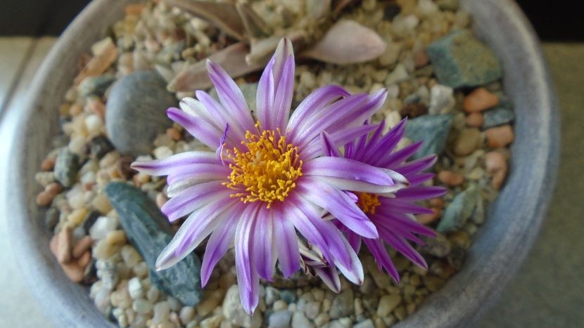 Turbinicarpus pseudopectinatus - Cactusi 2020 evolutie