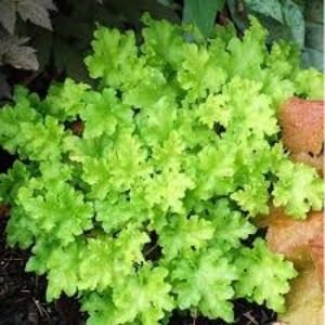 Lime Rickey - Dorinte HEUCHERA 2019