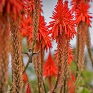 a special flower - suculente si cactusi
