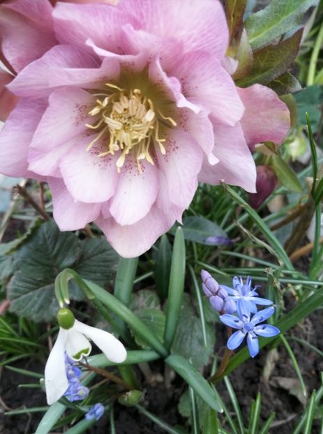  - Spânz helleborus 2020