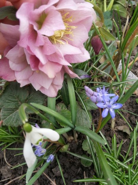  - Spânz helleborus 2020