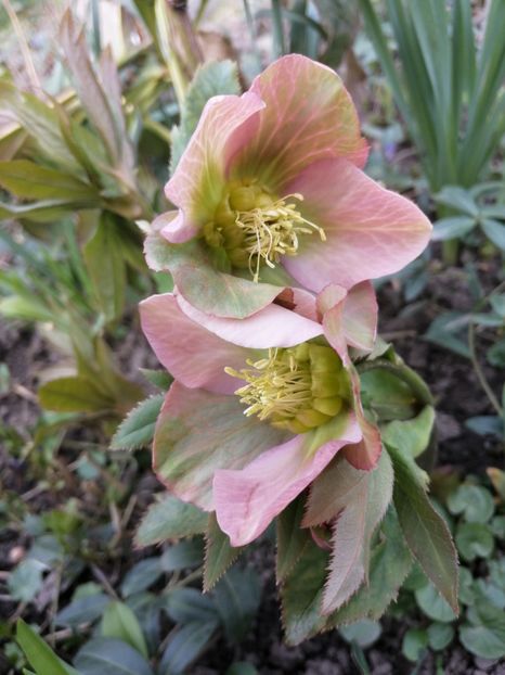  - Spânz helleborus 2020
