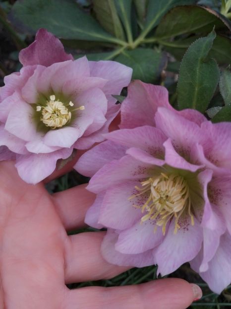  - Spânz helleborus 2020