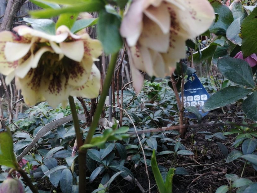  - Spânz helleborus 2020