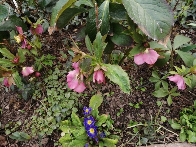  - Spânz helleborus 2020