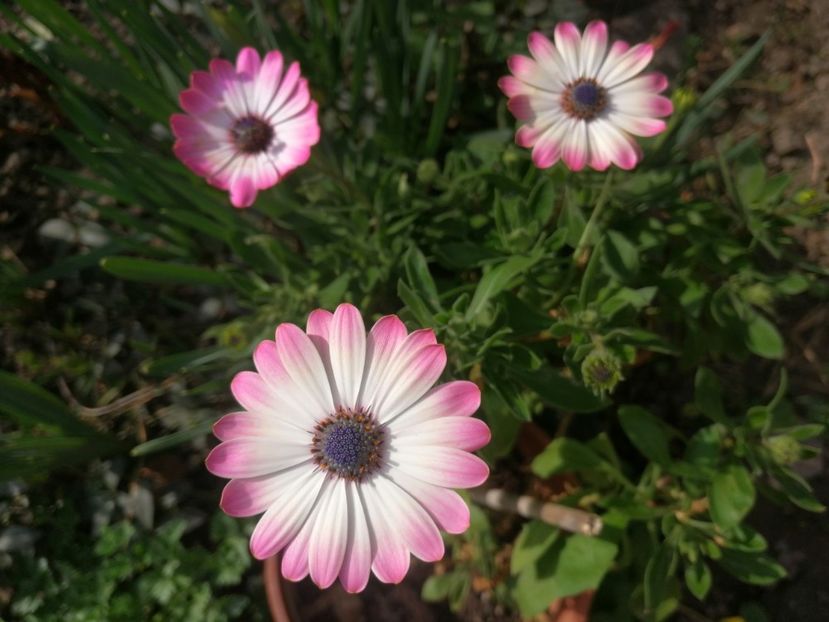 Margareta - Martie 20