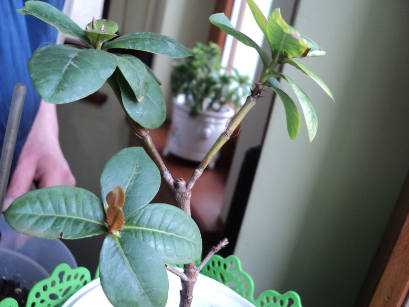 febr.2020 - Ixora coccinea