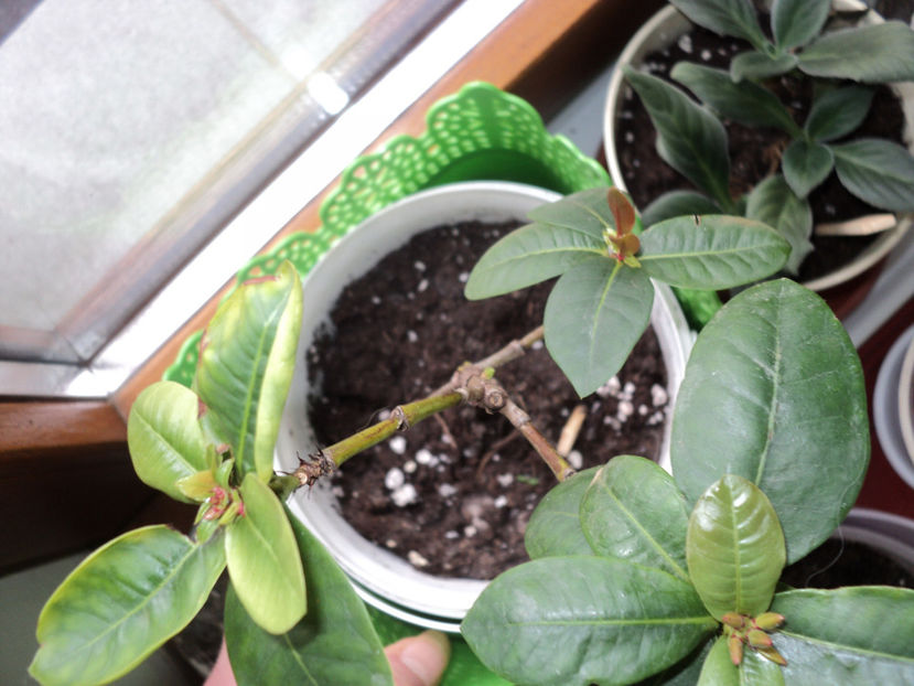 febr.2020 - Ixora coccinea