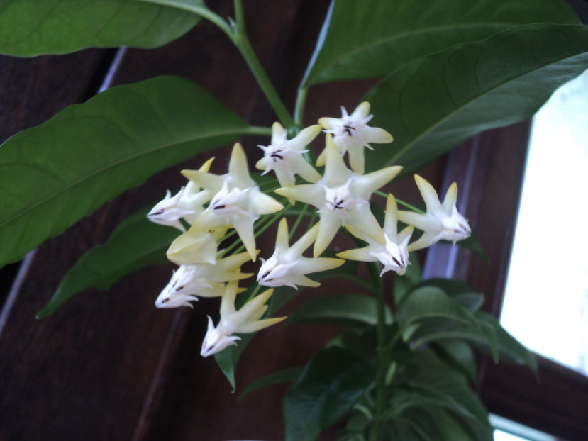 poze 2019 - Multiflora