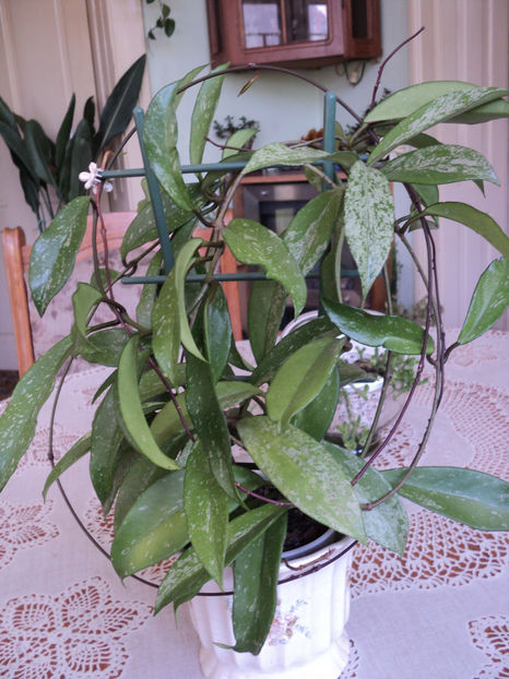 poze 2019 - Pubicalyx Pink Silver