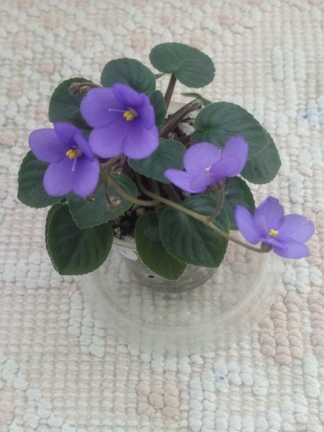 6 mar - Frosted Fantasy sport