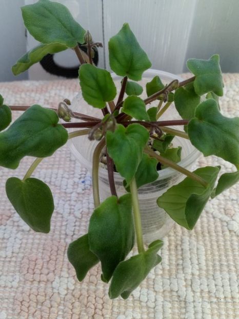 25 dec - ZZ Cedar Creek Stormy