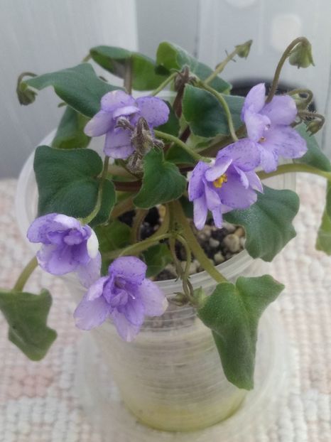 6 mar - ZZ Cedar Creek Stormy