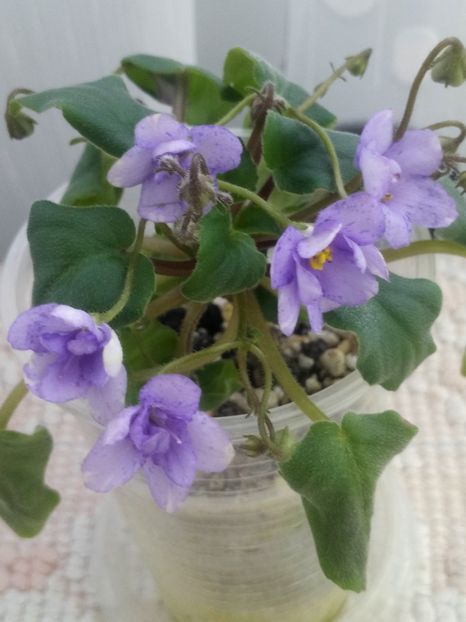 6 mar - ZZ Cedar Creek Stormy