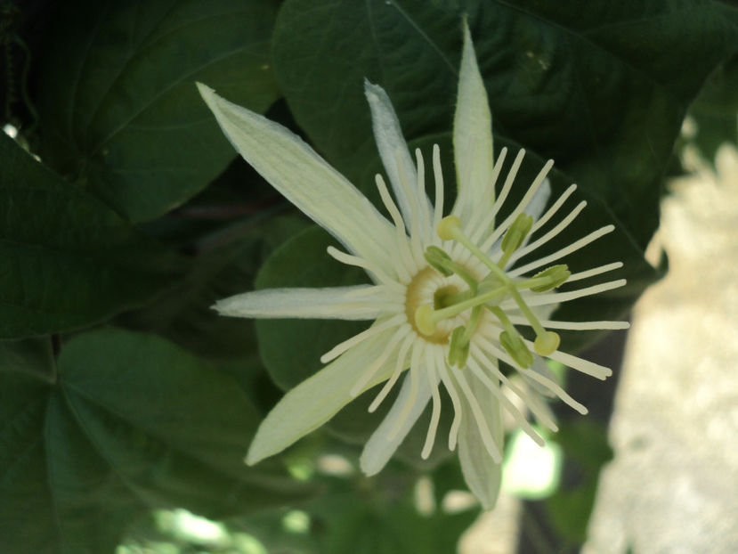 poze 2019 - PASSIFLORA