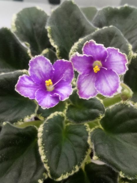 28 feb - ZZ Ma s Spanish Eyes