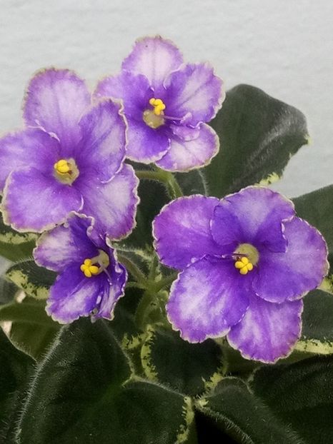 6 mar - ZZ Ma s Spanish Eyes