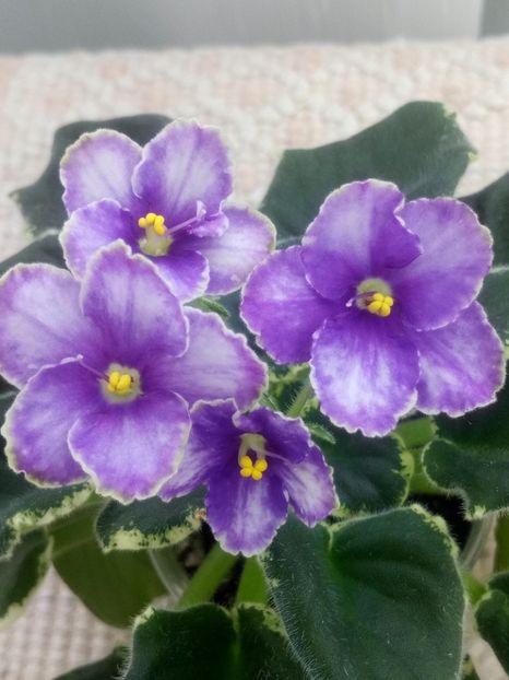 6 mar - ZZ Ma s Spanish Eyes