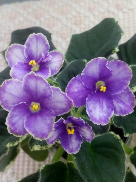 6 mar - ZZ Ma s Spanish Eyes