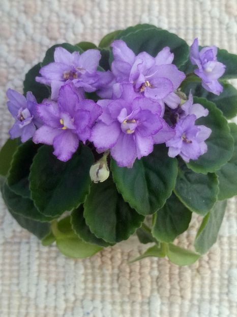 6 mar - ZZ RS Barkhatnyi Nariad