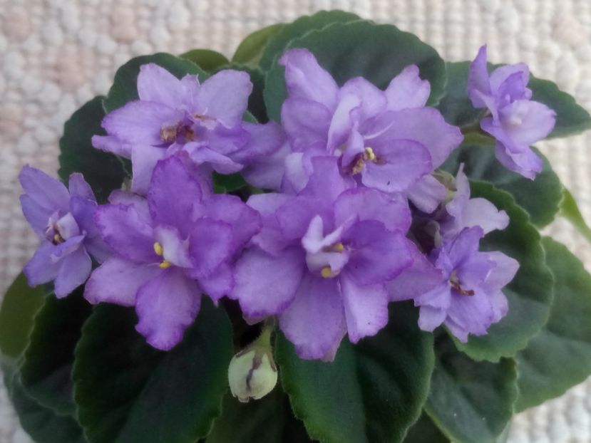 6 mar - ZZ RS Barkhatnyi Nariad