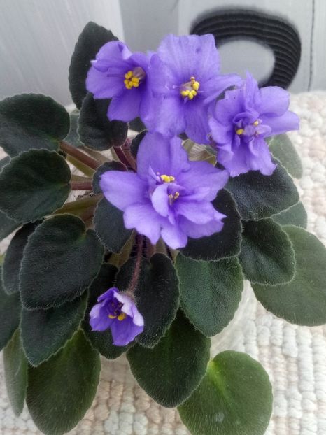 6 mar - ZZ Rob s Blue Socks