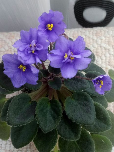 6 mar - ZZ Rob s Blue Socks