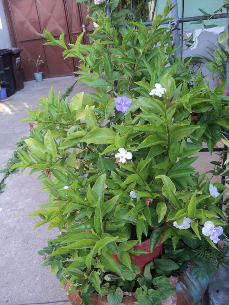 poze 2019 - Brunfelsia pauciflora - Ieri-azi-maine