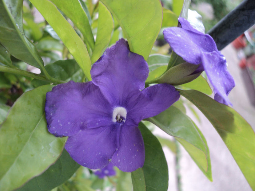 poze 2019 - Brunfelsia pauciflora - Ieri-azi-maine
