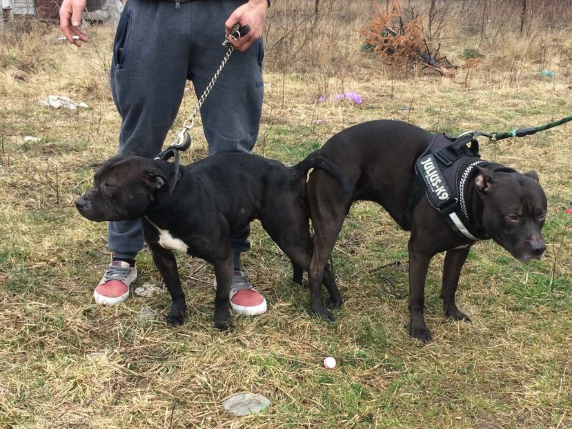 Prima inperechere - 6-Paznicii curti